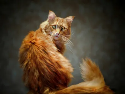 Интересные факты о рыжих кошках | О животных и людях | Дзен