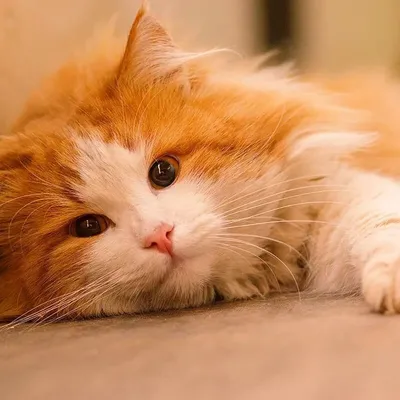 рыжий кот :: simabossneko :: котэ (прикольные картинки с кошками) / смешные  картинки и другие приколы: комиксы, гиф анимация, видео, лучший  интеллектуальный юмор.