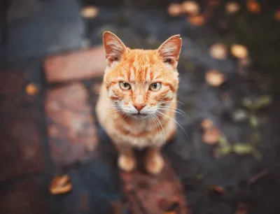 милые влюбленные рыжие коты - онлайн-пазл