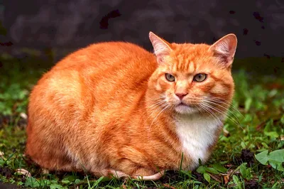 Рыжий, рыжий, конопатый. Интересные факты о рыжих котиках. | РЫЖАЯ БУСИНА |  Дзен