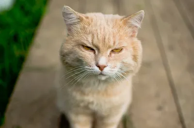 Рыжий кот Игрушка Сортер. Моей малышке. Веселые фигурки М1010 Китай купить  оптом в Екатеринбурге от 291 руб. Люмна