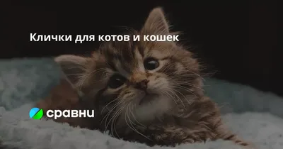 Картина по номерам Рыжий кот Веселые Ламы - купить в Москве оптом и в  розницу в интернет-магазине Deloks