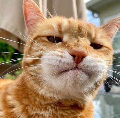 смешной милый рыжий кот в солнечных очках Фото Фон И картинка для  бесплатной загрузки - Pngtree