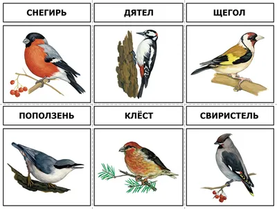 Птицы Удмуртии Фото И Описание – Telegraph