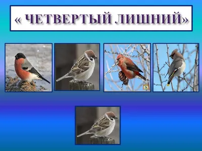 Картинки перелетные птицы весной с названиями для детей (66 фото) » Картинки  и статусы про окружающий мир вокруг