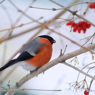 Фото, отражающие жизнь зимующих птиц Удмуртии | Зимующие птицы удмуртии  Фото №538371 скачать