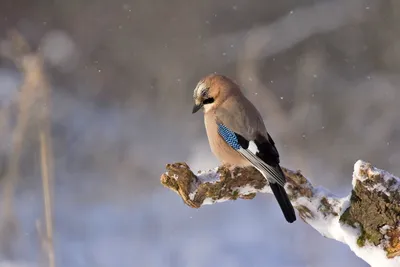 Коричневая птица с синим крылом - 70 фото