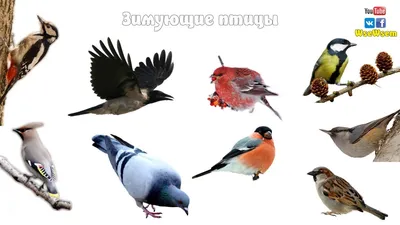 Международный день птиц: фото самых красивых обитателей зоопарка Удмуртии -  KP.RU