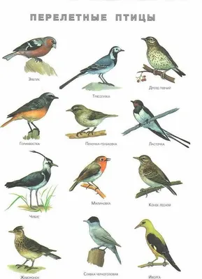 Птицы Удмуртии — места, описание, фотографии, отзывы