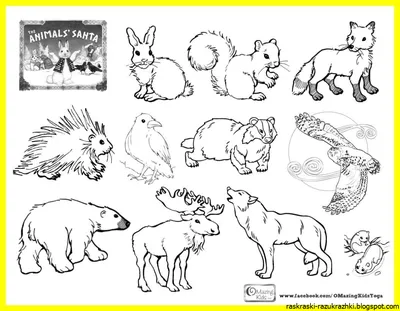 Рисунок животных диких животных (47 фото) » рисунки для срисовки на  Газ-квас.ком