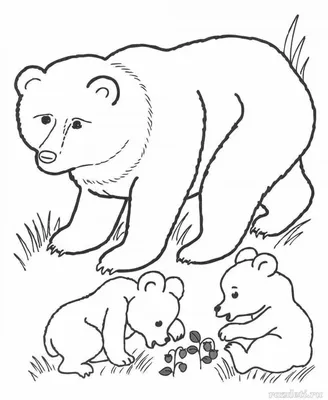 Рисунки диких животных для раскрашивания (48 фото) » рисунки для срисовки  на Газ-квас.ком