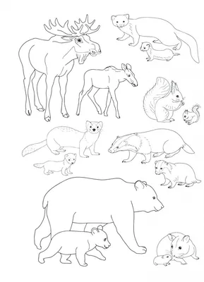 Найти две одинаковые книги раскраски для диких животных Векторное  изображение ©izakowski 313998008