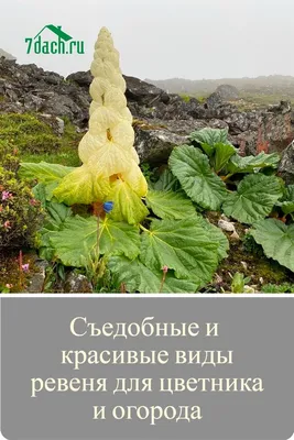 Ревень дланевидный - Ревень - Травянистые растения для открытого грунта -  GreenInfo.ru