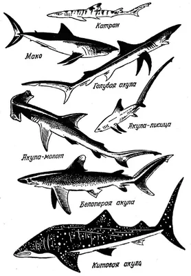 7 видов акул, о которых интересно узнать