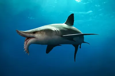 7 самых редких видов акул | Givotniymir.ru | Дзен