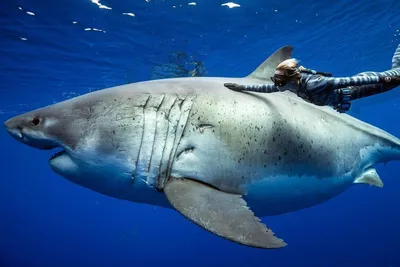 Китовые акулы: испытания атомных бомб помогли установить возраст крупнейших  в мире рыб - BBC News Русская служба
