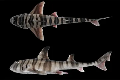 Ученые случайно нашли в музее новый вид акул. Он вымер почти 100 лет назад