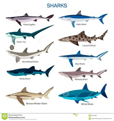 Акулы на Мальдивах: какие виды водятся, опасны ли они? | 33ways:  путешествия и впечатления | Дзен