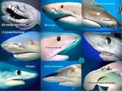 Кто такие исполинские акулы и почему они вымирают | Пикабу