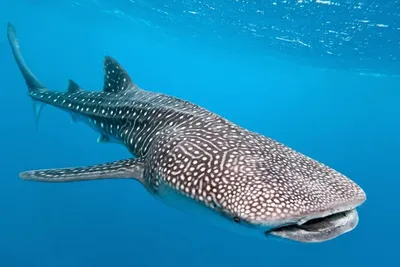 Океанологи назвали вид рыб, использующий акул для долгих путешествий в  океане - Газета.Ru | Новости