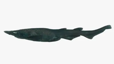 Вот один из вариантов: \"Самый крупный вид акул: тигровая акула» — создано в  Шедевруме