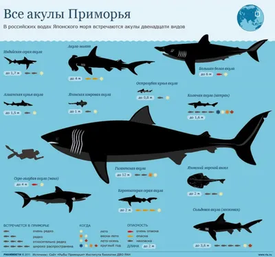 Самые необычные виды акул и скатов, находящиеся на грани вымирания - BBC  News Русская служба