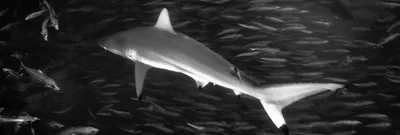Кто такие исполинские акулы и почему они вымирают | Пикабу