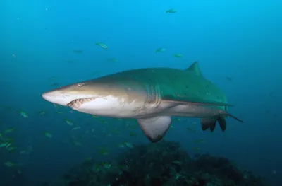 10 акул Таиланда - В Таиланде обитает более 64 различных акул