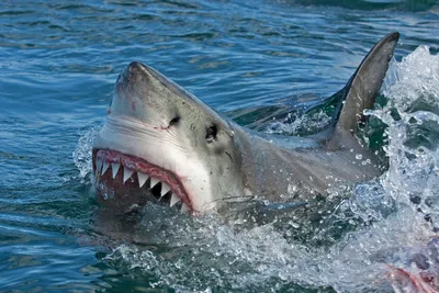 Зубастое Черное море: акулы расширяют ареал обитания