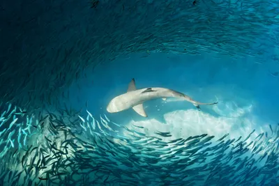 История акул - от первых представителей до большой белой