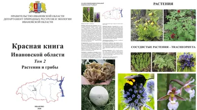Цветущие поля России: где и когда увидеть редкие цветы | Советы | Чемодан —  путешествия по России