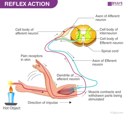Reflexes | Primitive Reflexes | What Are The Types Of Reflexes
