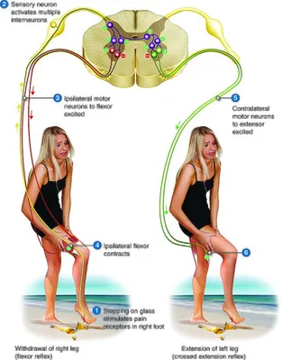 The knee-jerk-and withdrawal reflexes. (a) The knee-jerk reflex... |  Download Scientific Diagram