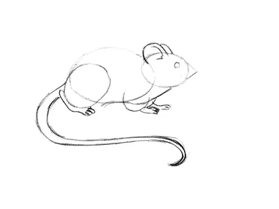 Рисунки мышки для срисовки (70 фото) ✏