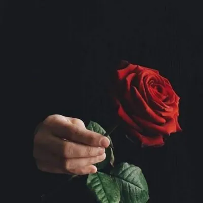 Роза в руке - 68 фото