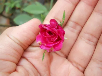 51 короткая белая роза 30 см | купить недорого | доставка по Москве и  области