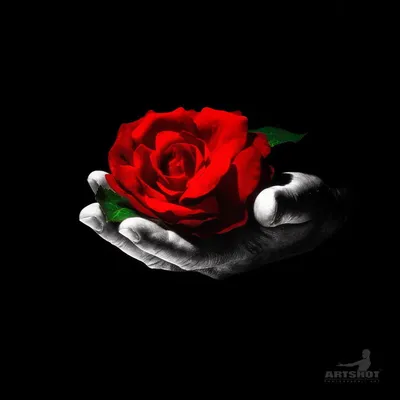 Роза в мужской руке - красивые фото