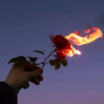 Фото Красная роза на руке