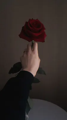 Красная роза в руке человека для каждого Стоковое Фото - изображение  насчитывающей взорвать, рука: 82656882