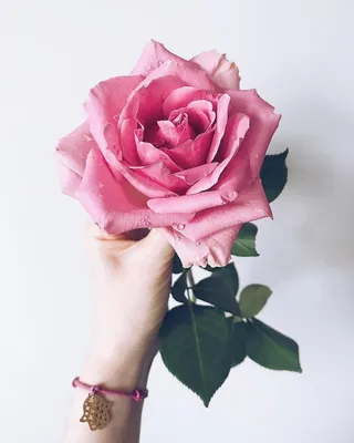 Роза, руки и красота
