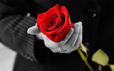 51 красная роза - Городские цветы