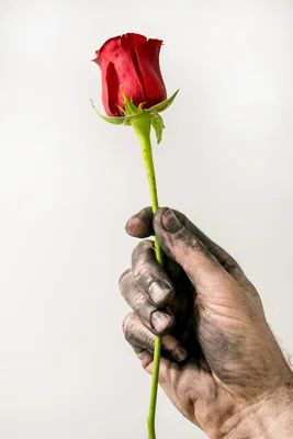 Красная роза в руке, 4к изображение…» — создано в Шедевруме