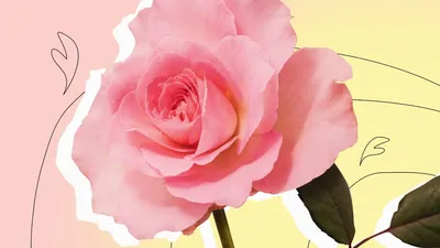 Букет бело-розовых роз | купить недорого | доставка по Москве и области