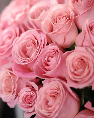 Купить букет из 3 розовых роз в Пензе, российские розы