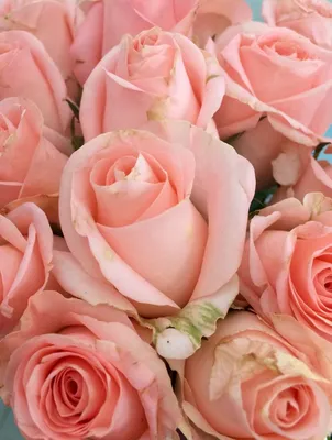 Заказать Букет из 9 голландских розовых роз в Киеве