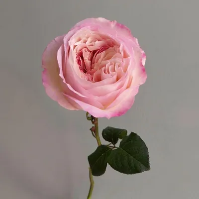 Букет 39 нежно-розовых роз высотой 110см (большой бутон) купить с доставкой  в СПб