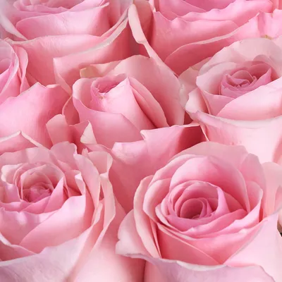 Розовые розы в снегу» — создано в Шедевруме