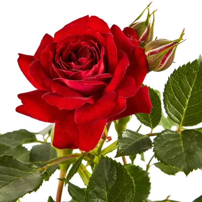 Букет из 25 розовых пионовидных роз Кети - Арт. 5515