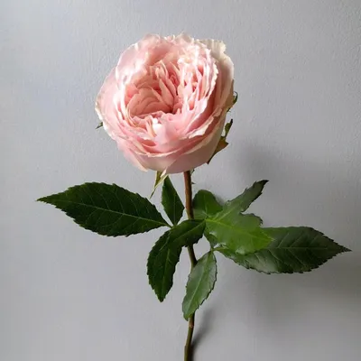 Букет из 11 розовых роз с эвкалиптом - купить в Москве по цене 1490 р -  Magic Flower