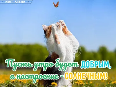 Доброго солнечного дня! — Скачайте на Davno.ru